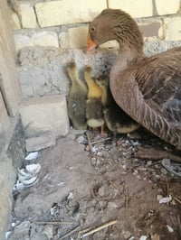 بطة مع أفراخ • ٢٥ يوم • الديوانية