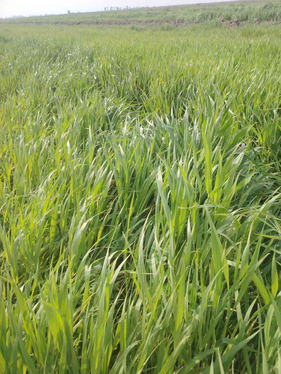 زرع للبيع مساحه ٤٥ دونم بلحمزه الشرقي *********** أو *********** أو
