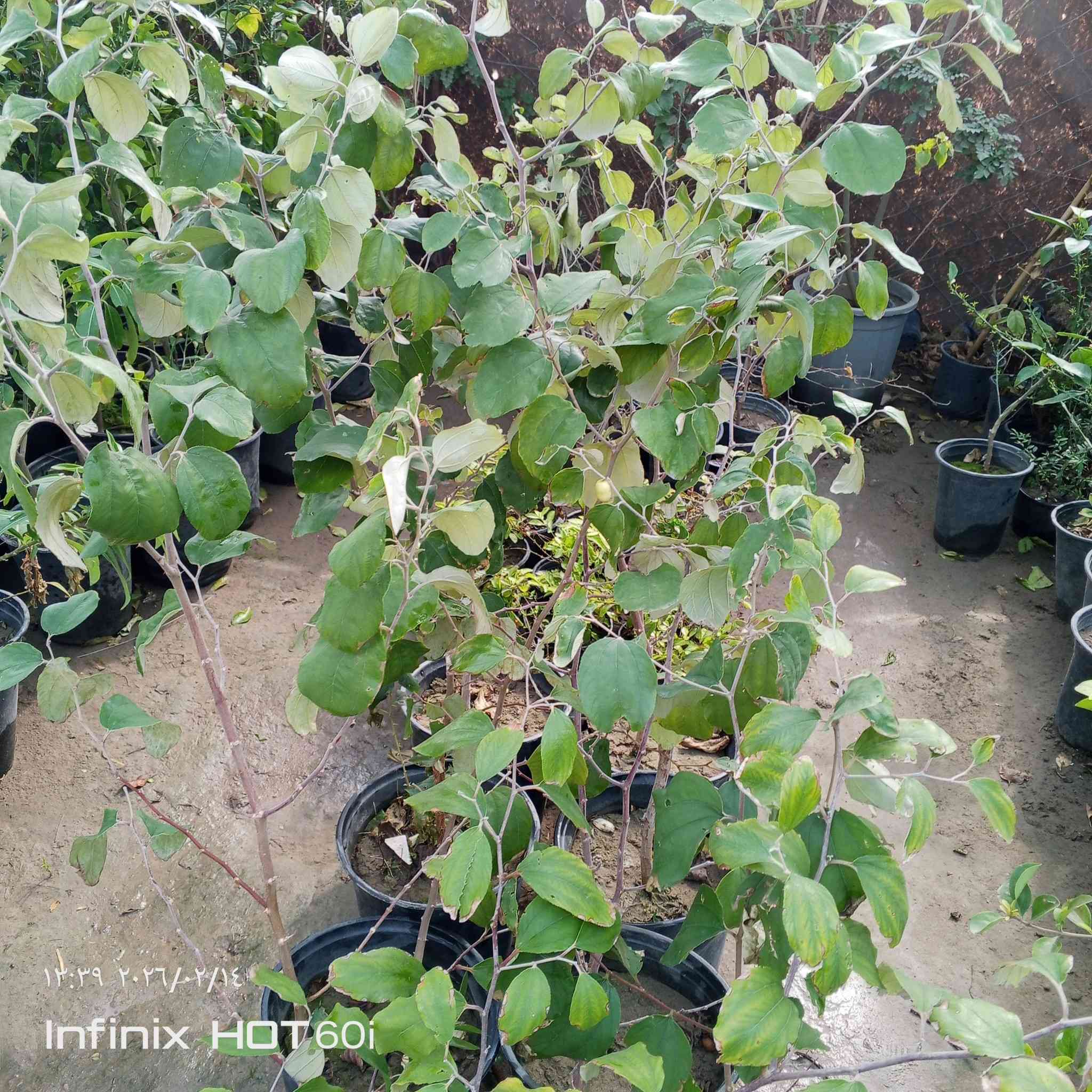 مشتل سيد جلال لوراد الزينه والحمضيات بجميع انواعها تصميم الحدائق تنصيب مرشات السقي العنوان الشارع العام مجاور جملونات مجمع الكوري استفسار ***********/***********
