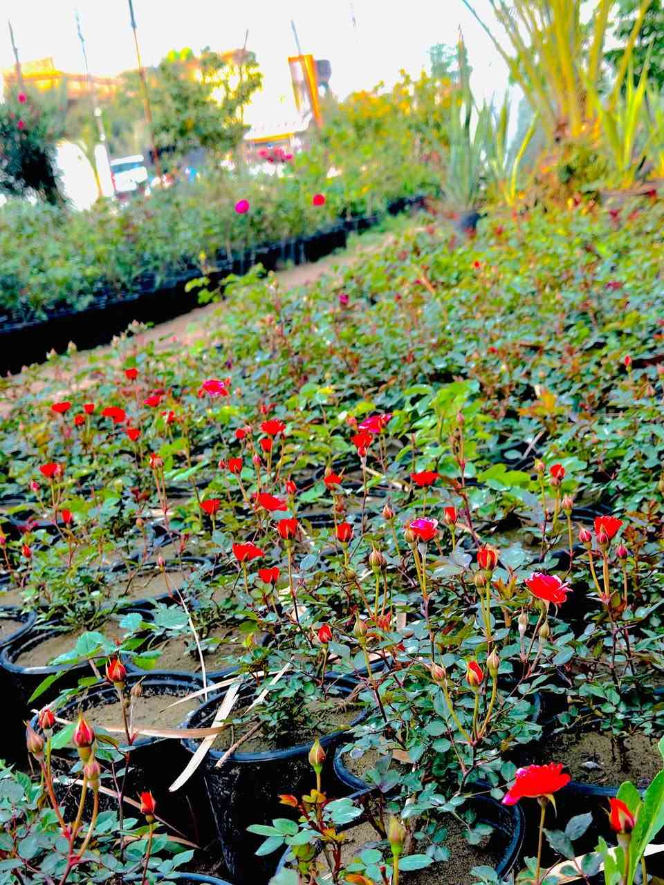 توفر الورد الجوري بكافة الانواع والاوان كلشي جديد تلكا يمنه داخل
مشتل النورين 
 #عنوانه_شارع_الغطاس_خلف_المجمع_السوري 
🚘🚖توصيل داخل صويره فقط 
  ***********
...***********
