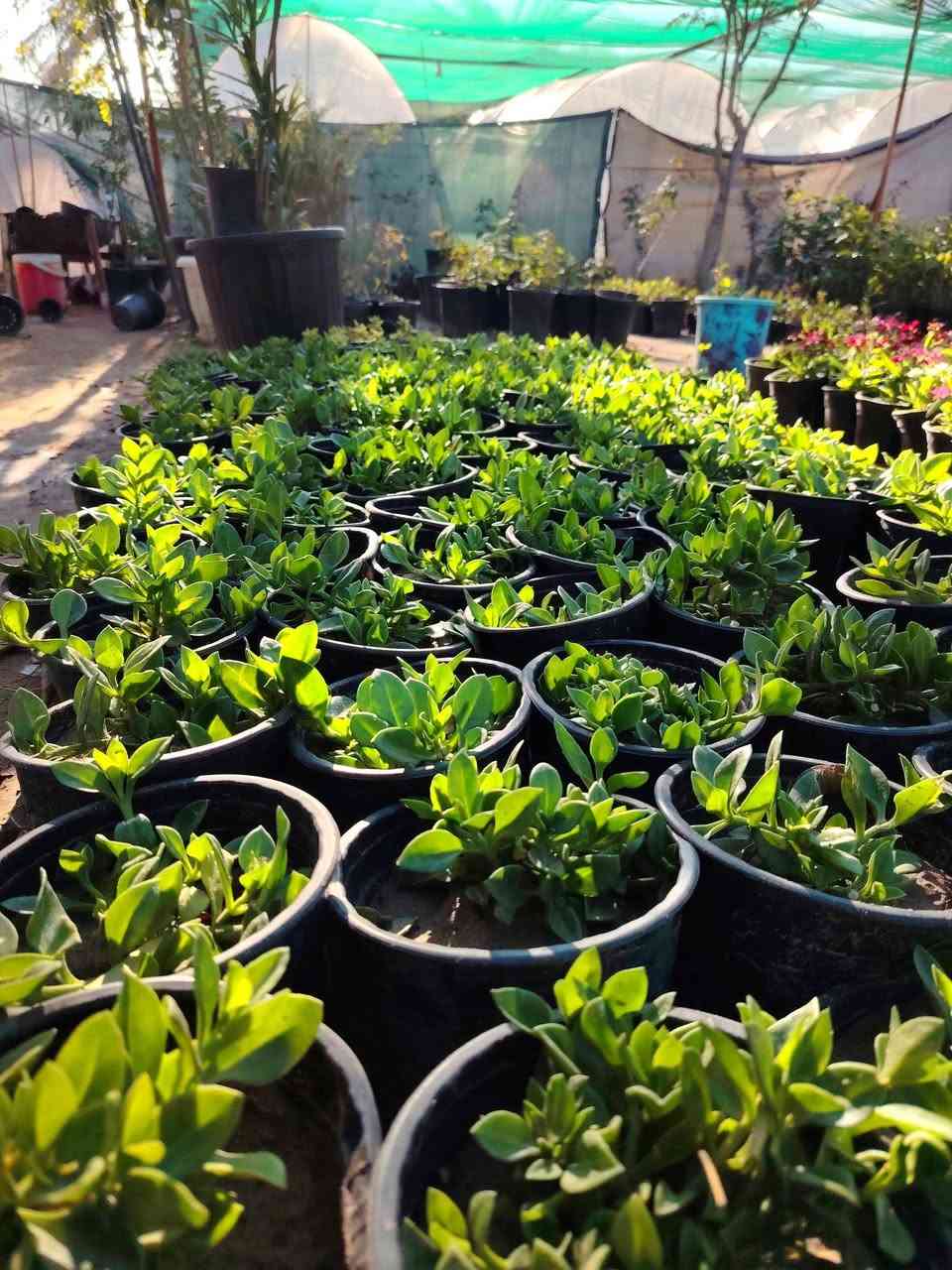 🌿 تراجي العروس🌿
من اجمل النباتات الخارجية
نبات عصاري سريع النمو
يصلح بالسنادين و الحدائق المنزلية.

سعر الشتله ١٥٠٠ فقط 💥
للطلب و إلاستفسار الاتصال على الرقم التالي *********** ☎️
يوجد خدمة توصيل داخل الكوت فقط 🚕
