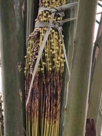 تعفن الطلع • رش قلب النخلة • سوق الشيوخ