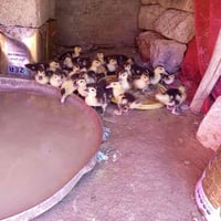 افراخ بط • بط مصري • زوج