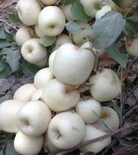 تفاح الابراهيمي صنف عراقي باأمتياز ولادته في العراق وهو اجود ماانتجته ...