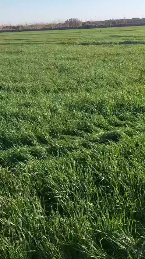 السلام عليكم اخواني 
هذا نتائج استخدام خلطة المنشط الخاصة بمكتب الشمري 
وهذه النتيجة بدون اضافة سماد او سقي للحقل
واسط-الزبيدية -شارع المعارض قرب السيطرة
***********
