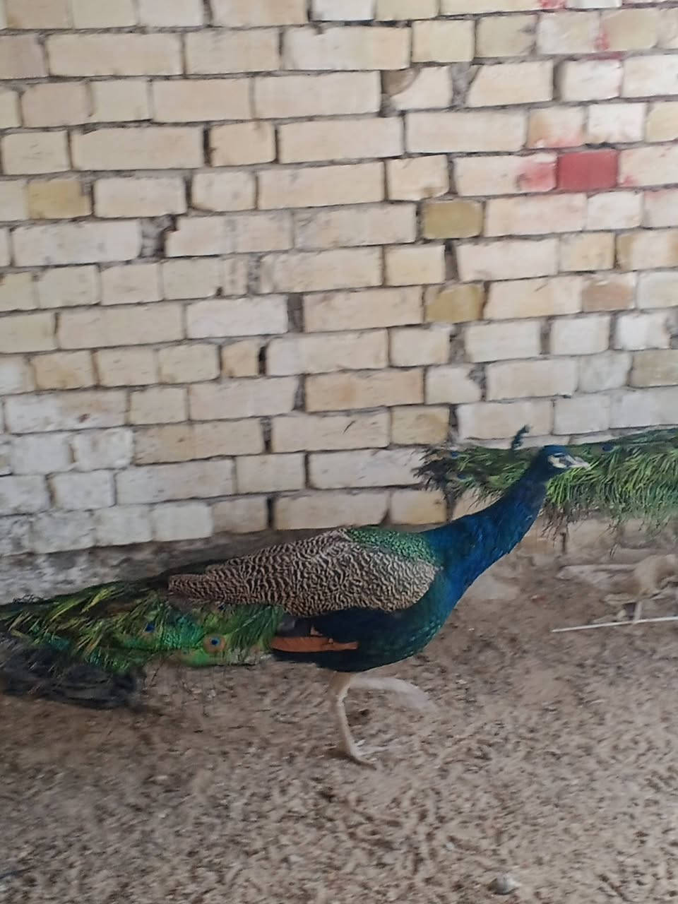 طاوس عدد 4 ثنان ذكور واثنان ايناث سعر الذكر الواحد 350 وسعر الانثا الواحده 175 المكان بغداد انتصل او واتساب ***********
