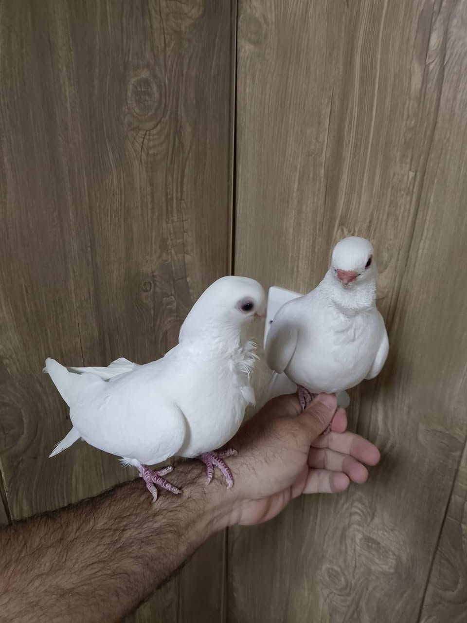 السلام عليكم زوج ارافل قجم عراقيات فول خط اول اصغر من جف الأيد مضمونات بيض وشد وزق طيور تبزيري رقمي*********** عنوان المحمودية
