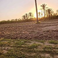 الفلوجة شيخ عامر • ٥٫٥ دونم • صك طابو