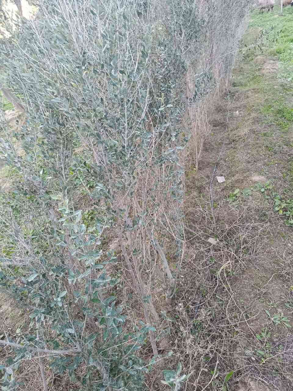 سلام عليكم
شتل زيتون نوع  خستاوي 
عمره 5سنوات 
سعر ستل ٣ الف 
عنوان  موصل  ناحيه بعشيقه
***********
