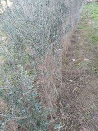 شتل زيتون • خستاوي • موصل بعشيقة