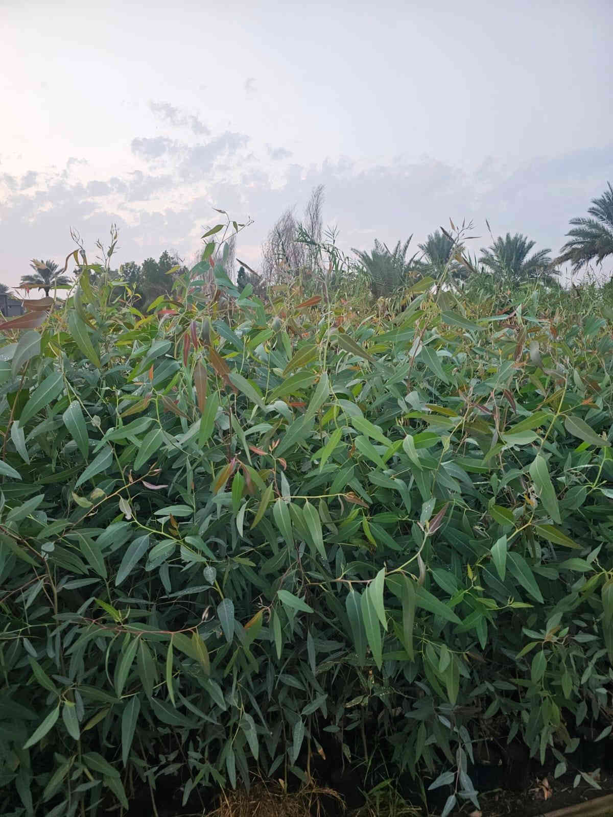 اهلا وسهلا 
بزبأئنا الكرام تم وبعون الله تجهيز وأتمام ألاشجار ألمعمره وبكافة الاصناف وذات المنظر الجميل وتجهيز بكافة الأحجام 
ألأستفسار ***********
 يوجد واتساب
