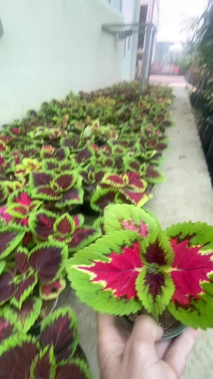 گوڵی سجاد زۆر جوان


**إذا كنت صاحب هذا الإعلان وتريد حذفه لأي سبب، رجاءا أرسل رسالة إلى الدعم الفني**