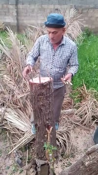 تطعيم نبك • شتلات نبك • ديالى الأسود