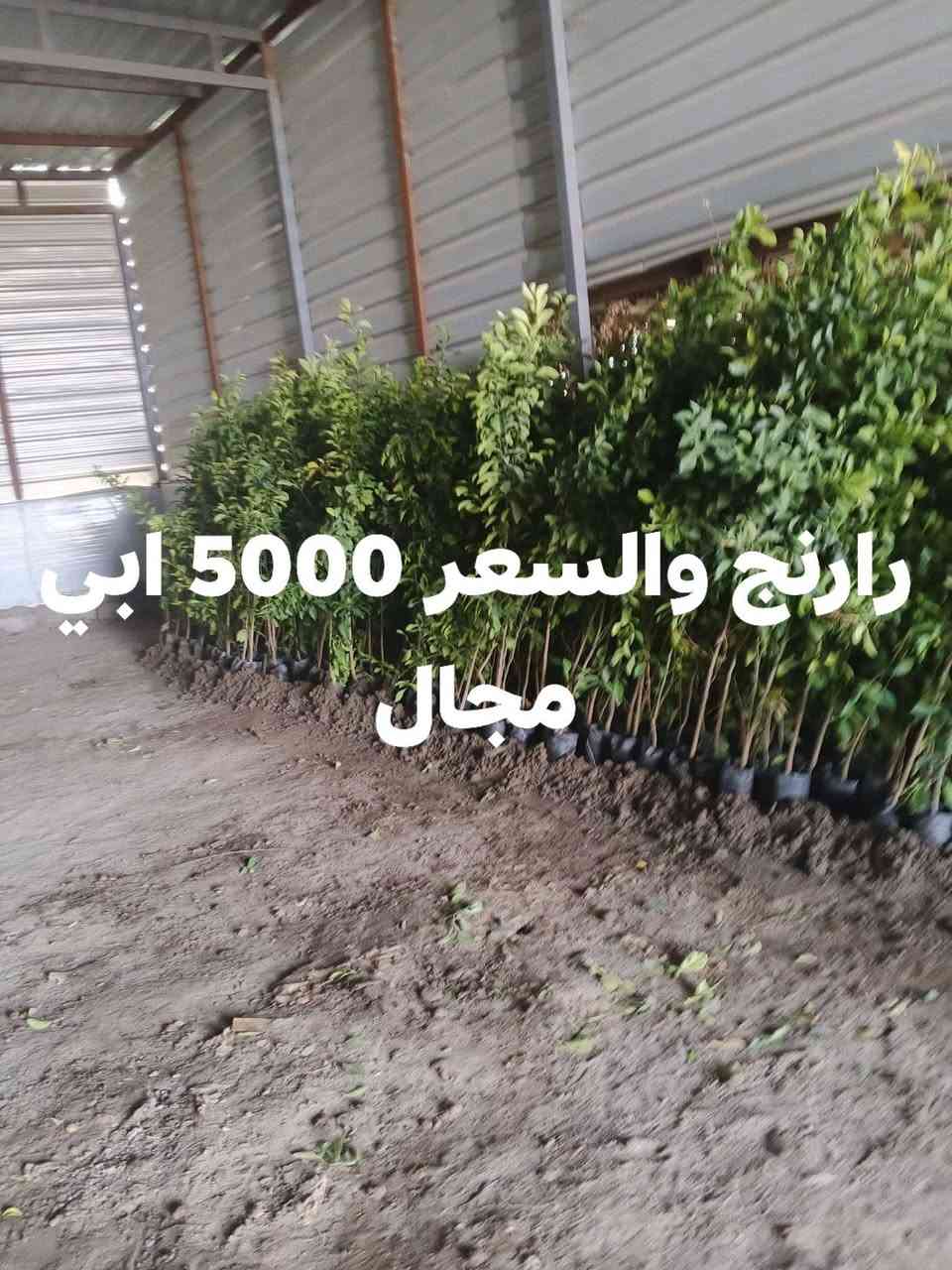 السلام عليكم متوفر لارنج كل الاحجام والسعر مناسبها المكان بغداد الدوره منطقه *********** توفر واتساب
