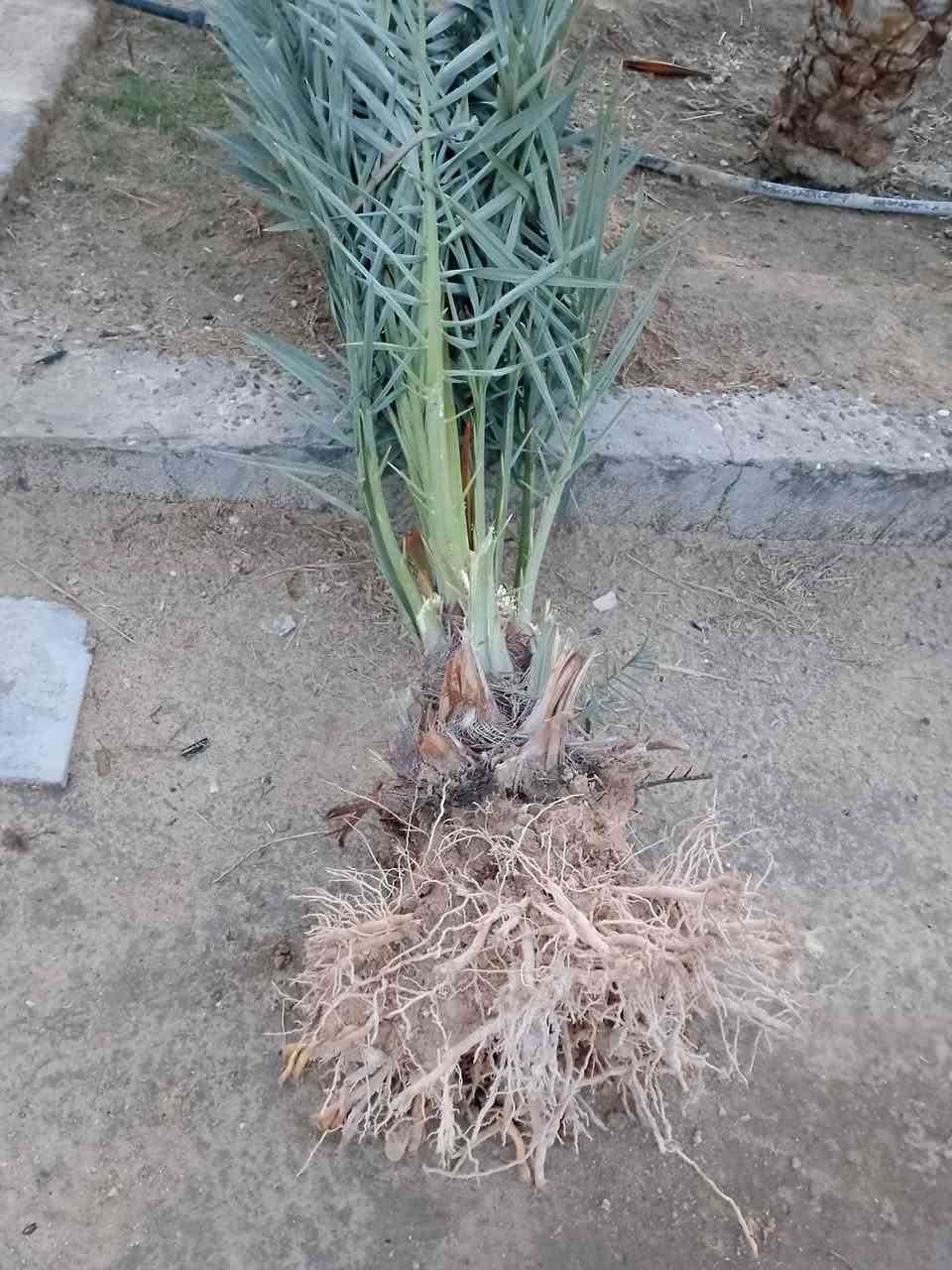 من سعر 15لحد ال50نخل البيع كلمن وسعره بصره زبير سيطره الفيحاء


**إذا كنت صاحب هذا الإعلان وتريد حذفه لأي سبب، رجاءا أرسل رسالة إلى الدعم الفني**