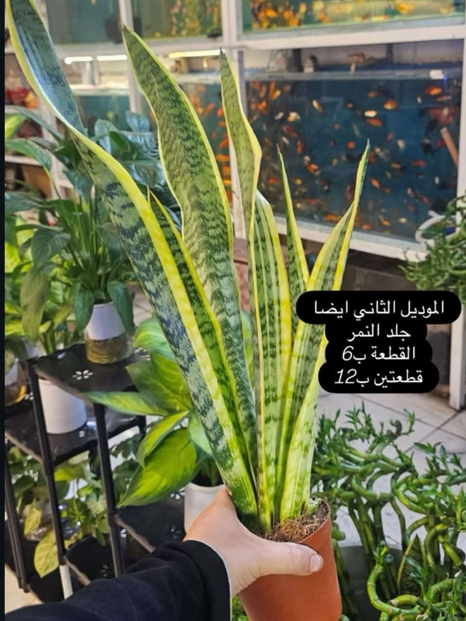 عروض الدر ايام عيد الفطر المبارك                موقعنا نهايةشارع الجاير نهاية حي الامام علي ع مقابل الصورة قرب صيدلية البنين النموذجية وكذلك متوفرة خدمة توصيل #الدر


**إذا كنت صاحب هذا الإعلان وتريد حذفه لأي سبب، رجاءا أرسل رسالة إلى الدعم الفني**