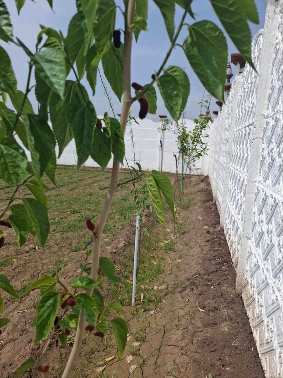 للبيع 《فرصه سكنيه استثماريه 》
السلام عليكم  
تم توفير مزرعه طابو زراعي سند ٢٥
المساحه.     :  1200 متر 
#الواجهيه: 30 متر
صنف العقار : طابو زراعي سند ٢٥
الخدمات.    : خدمات كامله《 مي كهرباء تبليط  》
السند.         : طابو زراعي سند ٢٥
#الموقع. .  : بابل / جسر سيف سعد طريق ياحسين بالقرب من تقسيم حسين مارينا. 
#ملاحظه.  : تحويل مباشر بأسم المشتري .
#ملاحظه : المنطقه ذات توسع جدا قوي 
#السعر :         110 مليون 
#ملاحظه.  : خدمات متوفره ماء كهرباء تبليط  (الشراي الحقيقي اتصل وبخدمتك)
للاستفسار الاتصال على الارقام التاليه:
***********اتصال + واتساب 

#بابل_الحله
