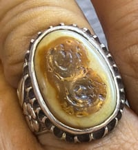 داوودي للبيع بغداد 07706847929