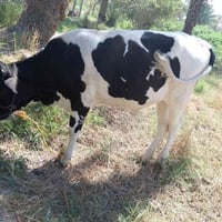 افريزيه • مكفوله • بابل الحمزه الغربي