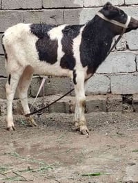 للبيع حوليه جنس هولشتاين اصليه عمرها ٦ أشهر وشرط النصاحه السعر 840وبيه...