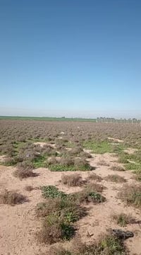 ارض زراعي • طابو • مقابل مطعم جنة العراق