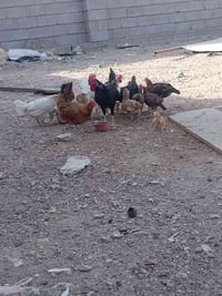 دجاج أصلي