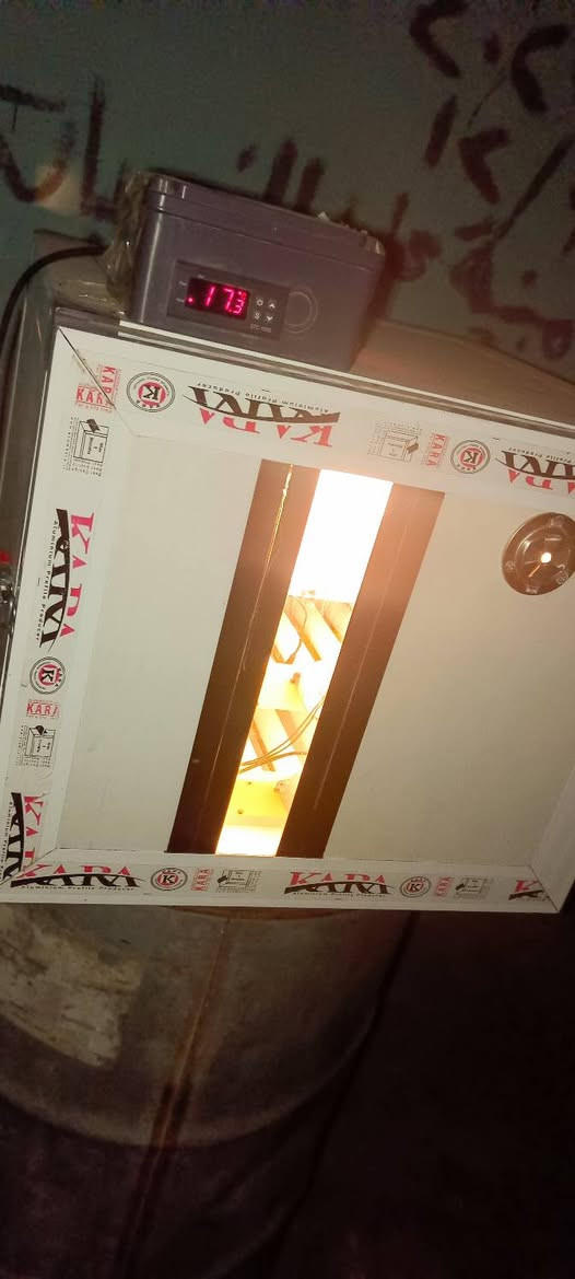 متاح فقاسة نضيفة الحرارة والرطوبة بيها مستقرة ما بيها مشكلة قلابات اتوماتيك بيها قلابين معرف شكد كل واحد ياخذ بيض اعتقد 75 بيضة كل قلاب سعرها من الاخير 100
مكاني جنوب الموصل 
***********
***********
