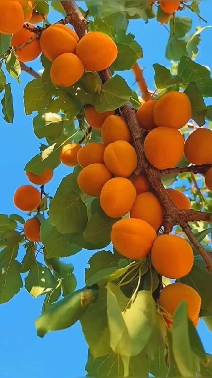 عرض خاص ✌️ #شي_على_شي_يم_مشتل _نور _الهدى _أرخص _ شي 
#مشتل_نور_الهدى  **يرحب بكم**
يتوفر لدينا أجود أصناف المشمش العراقي .
الذي يتحمل اجوائنا وذو إنتاج. 
السعر 4000 فقط 
جميع شتلات مركبه ومضمونه
  اسماعيل. *********** 
احمد.     *********** 
العنوان محافظة الانبار- حديثة صعدة الحي العسكري 
مقابل سالم للادوات الاحتياطية / ومجاور فلس ونص
