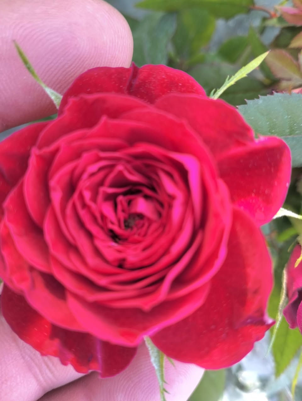 صيام مقبول وإفطار شهي ياااااارب ❤️

#عشاق_الجوري_التايلندي_القطف 🌹🌷
♦️صنف نادر جداً ومميز بكثافة ازهاره وكبر حجم الزهرة 
وتتحمل كافة الأجواء ....

السعر/ ٣٥٠٠ دينار ( عررررض خااااص) 

العنوان/ خانقين شارع المستودع مقابل مشروع الماء 

توجد خدمة توصيل داخل خانقين 🚕🚕🚕 

#اكسبلور
#ديالى_خانقين_جلولاء_سعدية_حمرين


**إذا كنت صاحب هذا الإعلان وتريد حذفه لأي سبب، رجاءا أرسل رسالة إلى الدعم الفني**