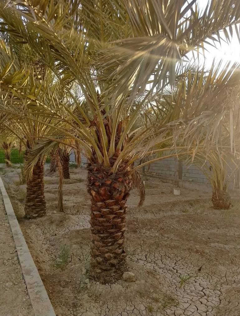 1100 متر للبيع ابي الخصيب محيله 

على تبليط اونهر يحتوي على نخيل 🌴

ومسيج ومرتب شارع مالته كلش كبير 

يبعد عن سيطرة محيله  300متر
 
طابو ملك صرف بسعر مناسب 

باقي التفاصيل اتصل ***********
