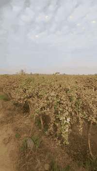 سلام عليكم متوفر حفار ابار ارتوازي في سحاقي وجميع محافضات صلاح الدين وكافت الحجام   لتواصل ***********
