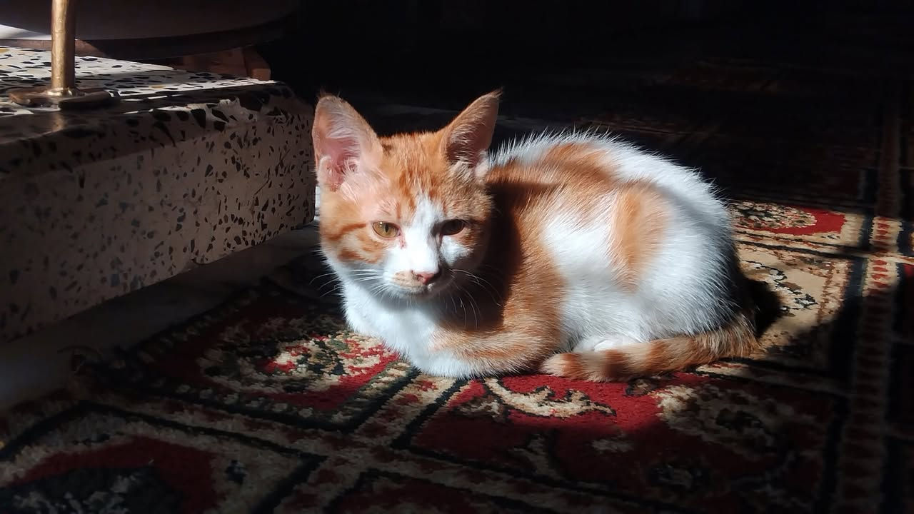 تمام، هذا إعلان معدل ويوضح موضوع اللقاحات بشكل لطيف 👇

✨ للـتبنّي – قط صغير يبحث عن بيت دافئ 🧡🐾

عندي قط ذكر عمره ٥ شهور، لونه برتقالي وأبيض، من أجمل وألطف القطط 😻
هادئ جدًا، حنون ويحب القعدة ويا الناس، ومتعود على الأجواء البيتية.

✔️ نظيف
✔️ لطيف بالتعامل
✔️ يحب اللعب بس مو مزعج
✔️ مناسب لأي شخص يريد رفيق هادئ

⚠️ ملاحظة: القط غير ملقّح حاليًا، ويحتاج اهتمام بالتطعيم من الشخص اللي راح يتبناه

أدور له بيت يهتم بيه ويعامله بحب، لأن يستاهل كل الخير ❤️

📩 اللي مهتم بالتبني يراسلني خاص إذا تحب


**إذا كنت صاحب هذا الإعلان وتريد حذفه لأي سبب، رجاءا أرسل رسالة إلى الدعم الفني**