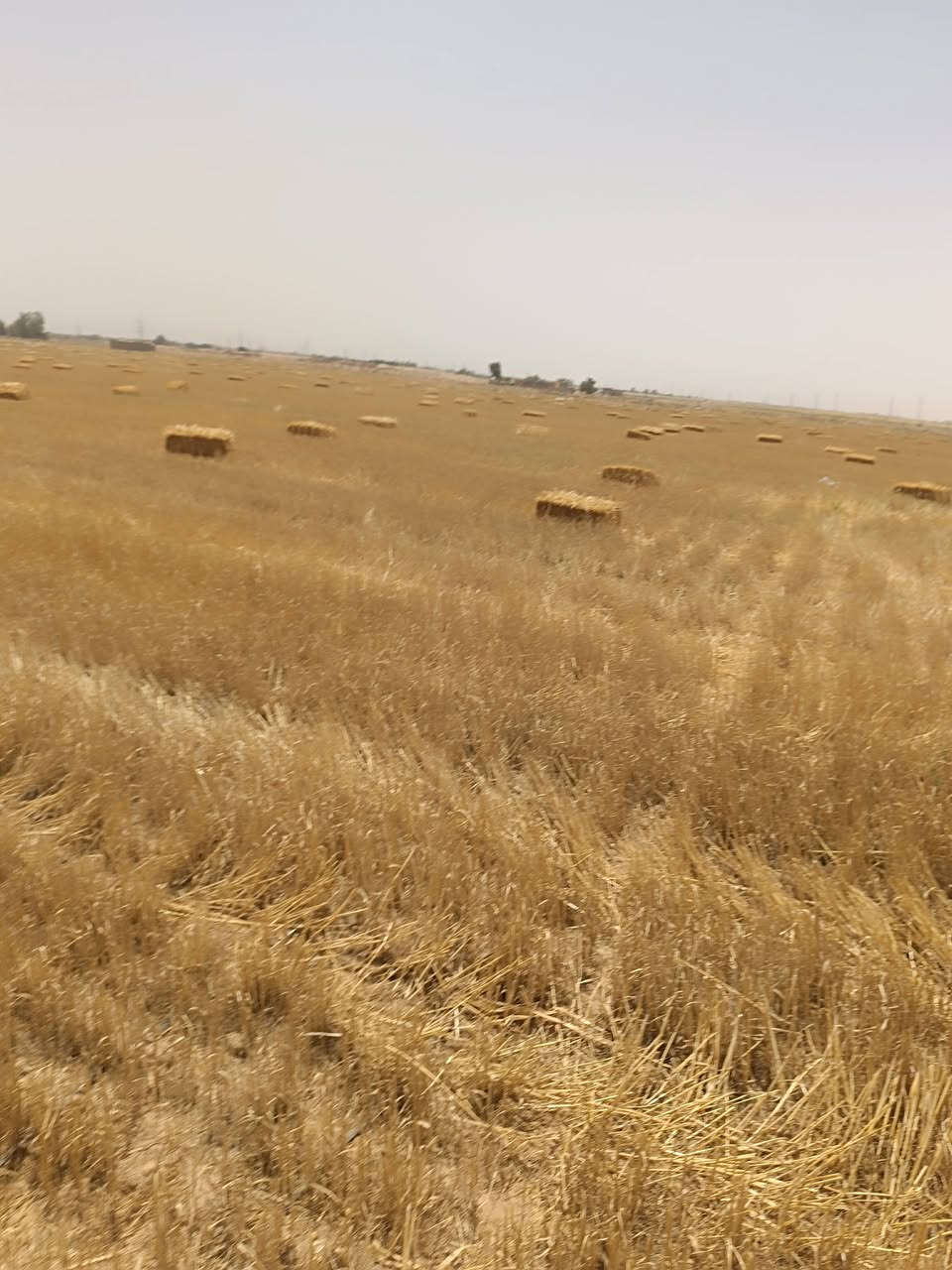كبسات للبيع ***********
