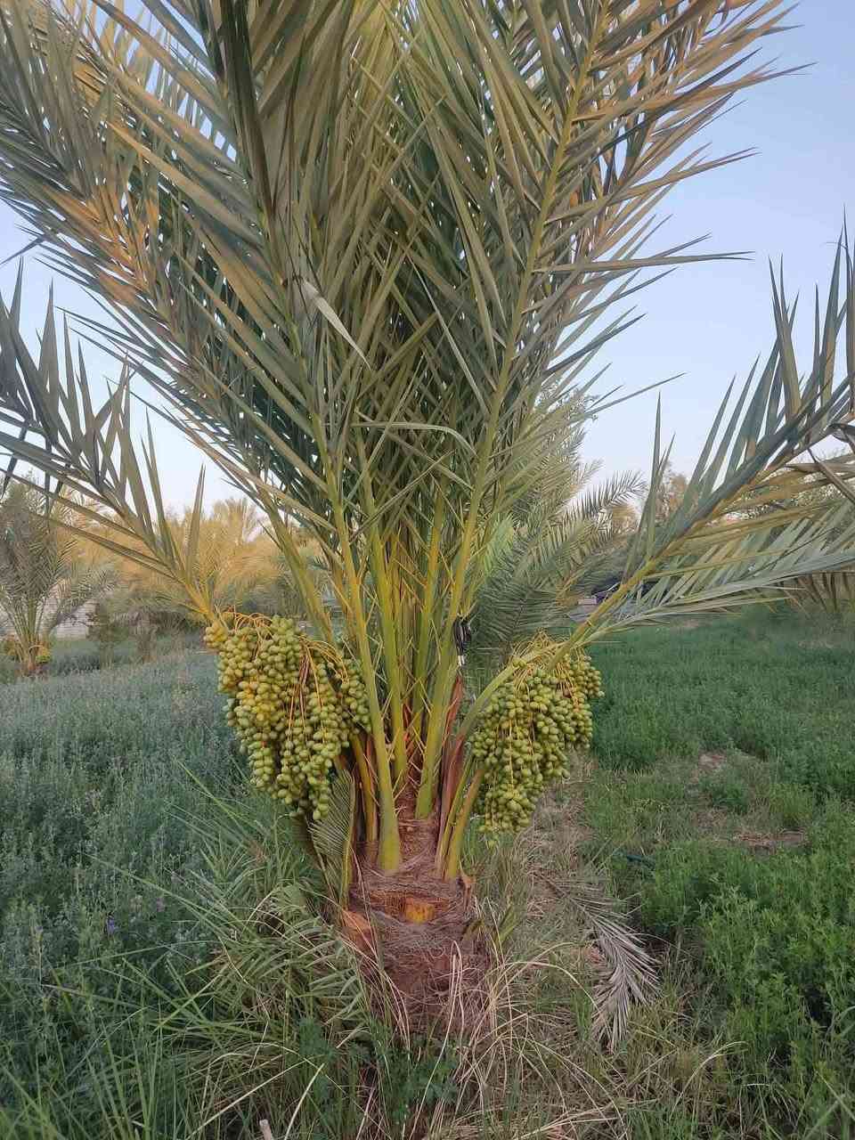 دونمين وبيت وبراني 16متر وبستان نخل 60نخله قريب عل شارع العام طريق زوار 60متر عل شارع العام مدارس متوسطه وبتدائيه كامل خدمات ماي كرهباء   يبعد عن الولايه كيلو  محافضت الديوانيه قضاء شاميه منطقت صوانيع سعر 60 وبي مجال ***********
