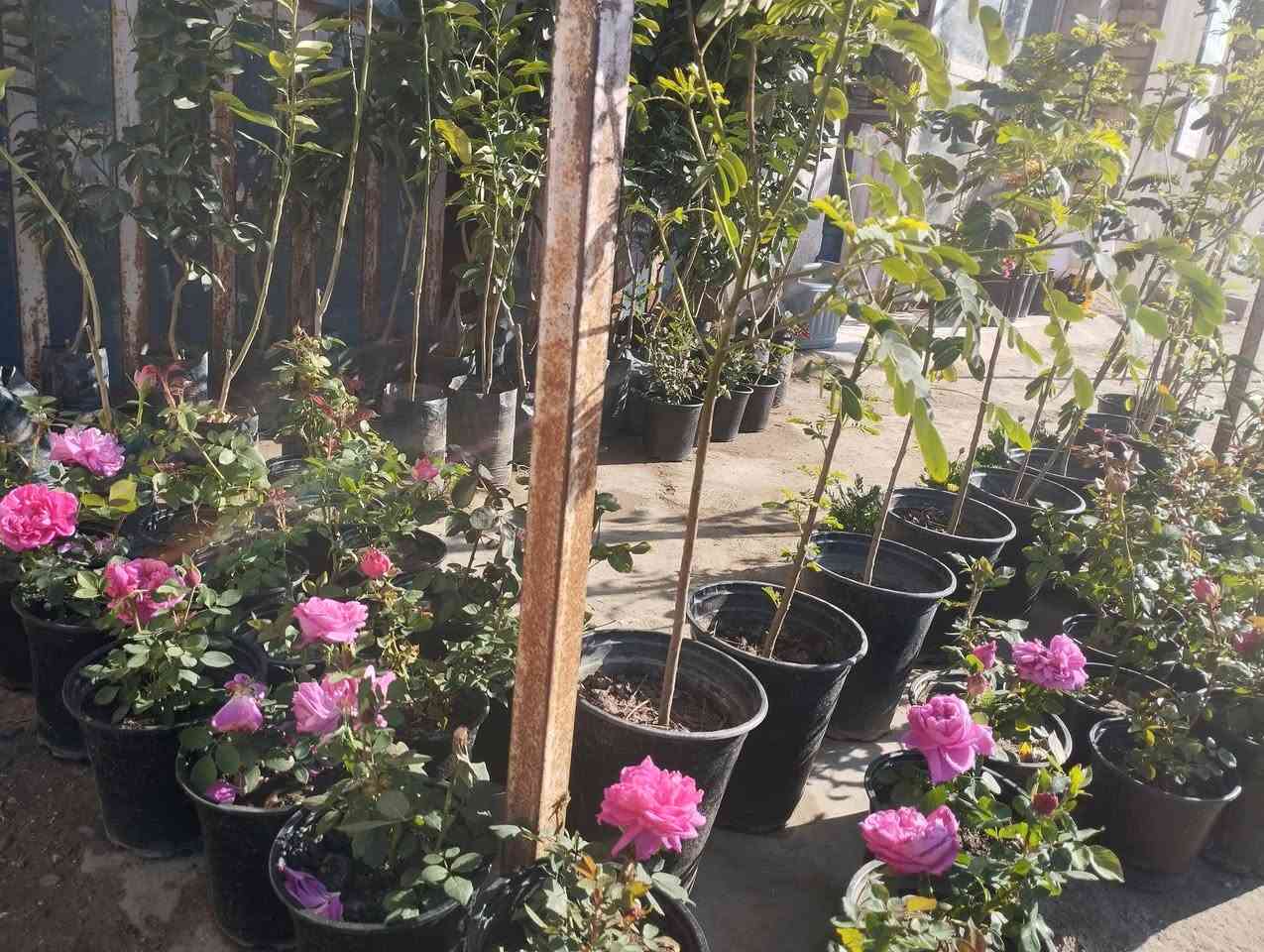 على بركة الله يتوفر انواع الاشجار والورد الجوري العراقي بكافة أنواعها في مكتب المصطفى الزراعي حله ورديه خارج البونافع


**إذا كنت صاحب هذا الإعلان وتريد حذفه لأي سبب، رجاءا أرسل رسالة إلى الدعم الفني**