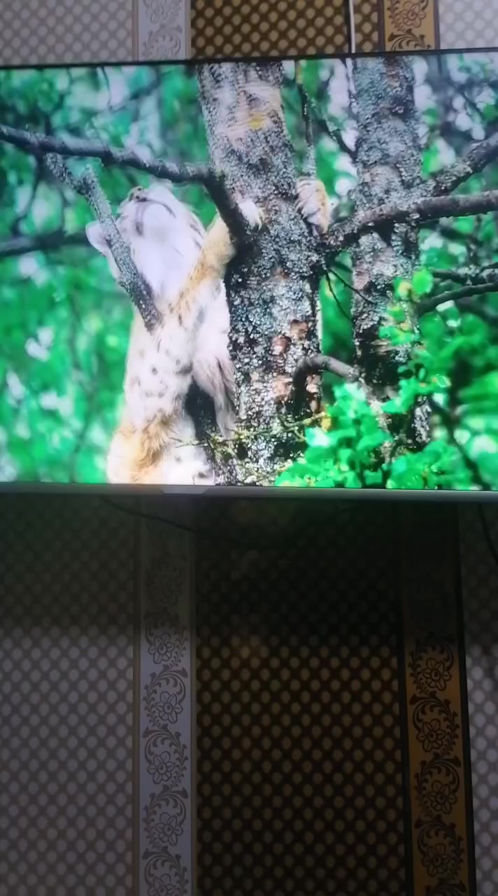 شاشه لبيع بكاني تنومه صالحيه عقارات شايب شارع احمد الوائلي ***********
