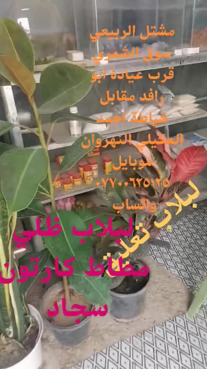 مشتل الربيعي سوق الشمري قرب عيادة ابو رافد مقابل خياطة احمد العكيلي النهروان موبايل *********** واتساب لبلاب +مطاط +كارتون +سجاد هذا ظلي... اكاسي جهنمي جوري محمدي ورد الصباح ألوان
