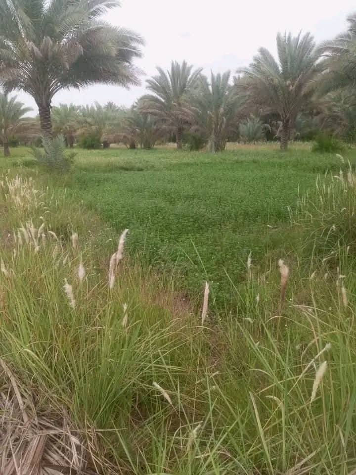 السلام عليكم حبايب
بستان البيع في ڪربلاء منطقت الابراهيميه 
(مساحت البستان) 5 دوانم ونصف 
نوع العقار /  طابو 
ثاني يوم يتحول بسمك  
البستان يحتوي علا 200 او اكثر من النخيل ارض مخدومهه 
وتتوفر جميع الخدمات من / مدارس /كهرباء / مي واله اخره 
الاستفسار         ***********
