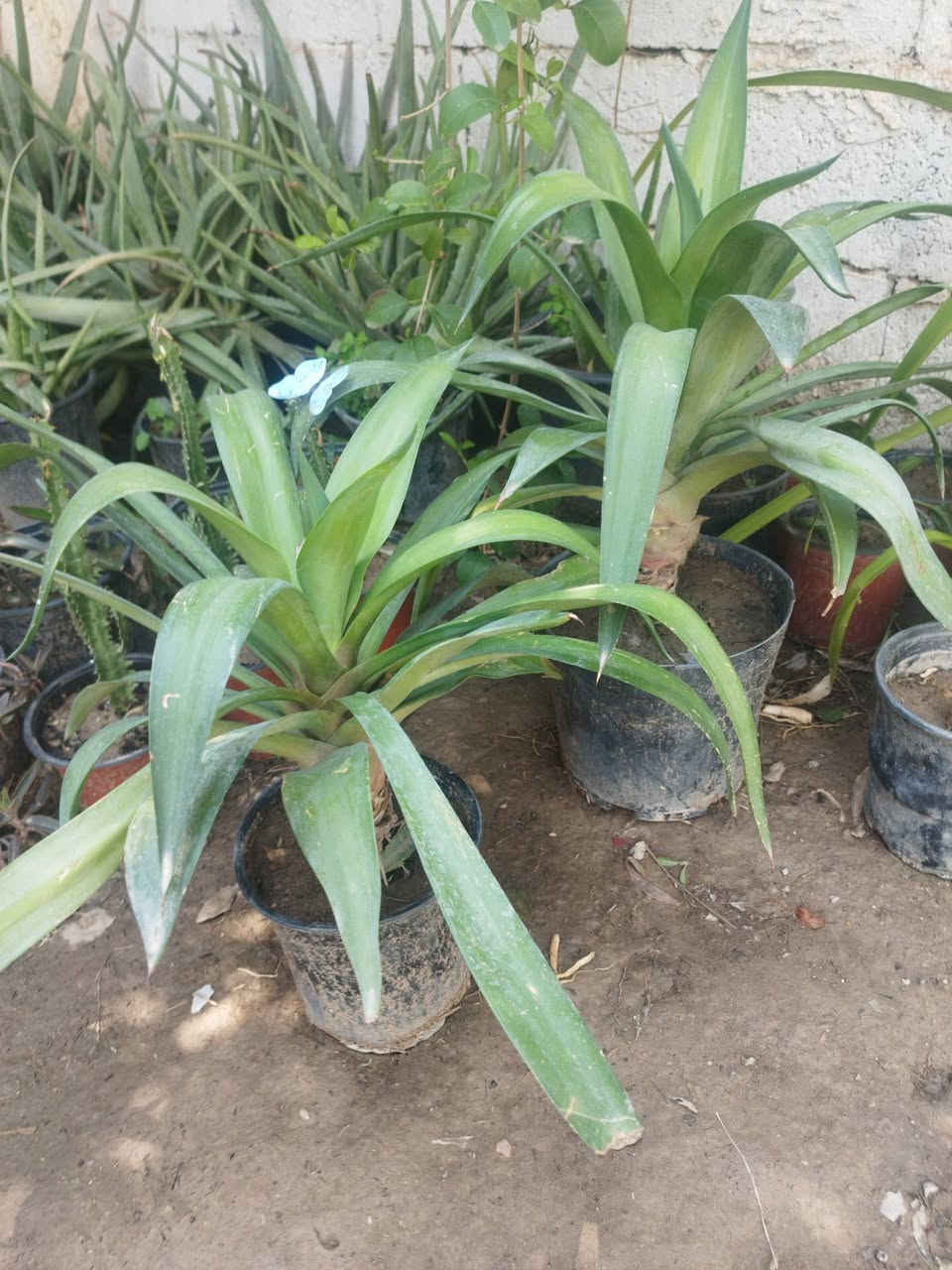 سلام عليكم 

متوفر أنواع الورد الدائمي الضلي و الشمسي 

مكاني الخالص حي الزهراء 

توصيل داخل الخالص للحجز :

***********
واتساب
