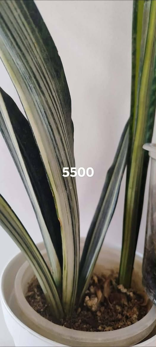 سلاو.....

ئەم گولانە بۆفرۆشتن خورمال  نرخ لەسەر نوسراوە

گەیاندن هەیە بۆهەلەبجەی شهید.

تۆش هەر کالایەکت هەیە بنیرە بۆت دەفرۆشم


**إذا كنت صاحب هذا الإعلان وتريد حذفه لأي سبب، رجاءا أرسل رسالة إلى الدعم الفني**