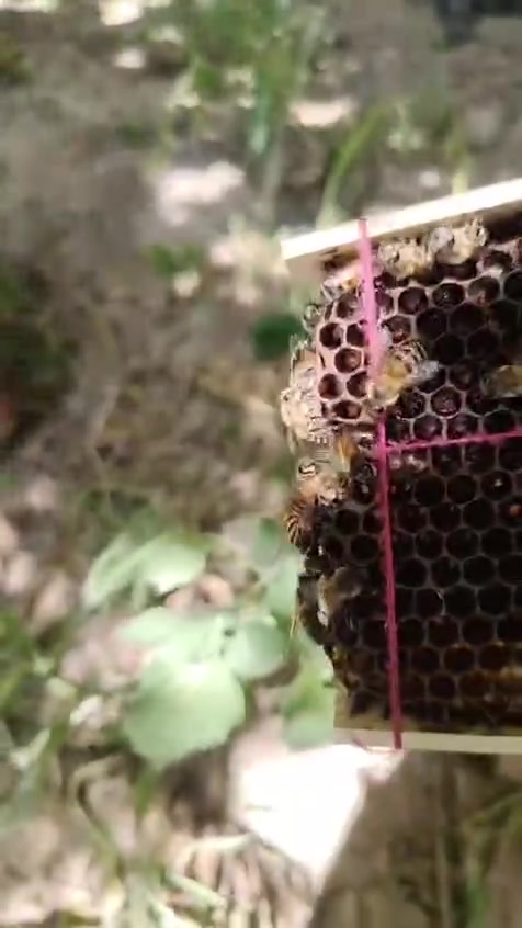 ⸻
🐝 ملكات نحل بكفاست ملقحة للبيع 🐝

متوفر لدينا ملكات بكفاست ملقحة تلقيح 26/6، جاهزة للعمل داخل الخلية.

✅ ملكات ملقحة تلقيحًا طبيعيًا.
✅ مناسبة لإنتاج العسل وتكوين طوائف قوية.
✅ يمكن بيعها مع النوية، وهي خيار ممتاز للمبتدئين ولمن يرغب ببدء مشروع تربية النحل بسهولة.
✅ ملكات سليمة وجاهزة للإدخال.

🍯 متوفر البيع:

الملكة وحدها.
أو الملكة مع النوية (حسب الطلب).

📩 للحجز والاستفسار الاتصال بالرقم : ‭***********‬
