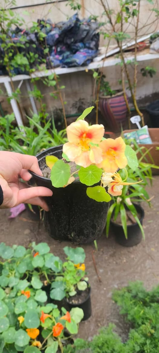 السلام وعليكم تم وصول انواع النباتات الخارجية الاسعار اسفل كل صورة 

العنوان ديالى الخالص الغربية مجاور اسواق الحداد 
***********
***********
