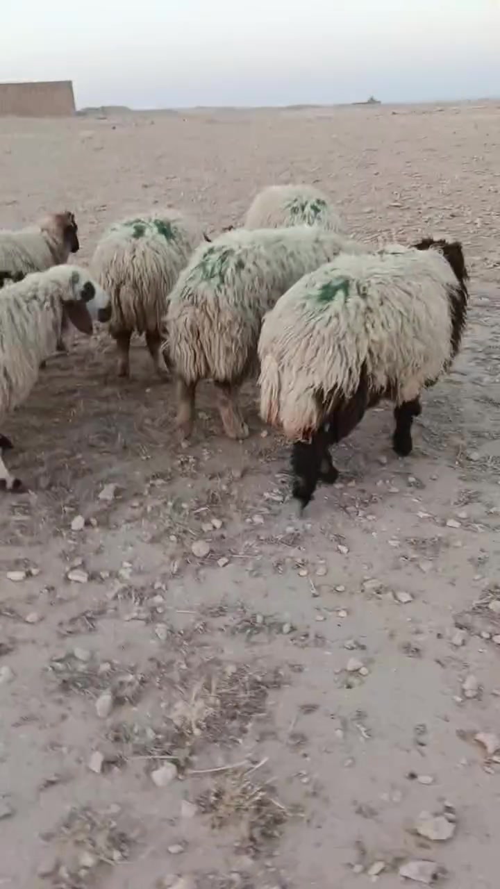 متاااااح 9دجات خشان وسمن كلشي تراهم سعر لزوج ٧٦٠ عنوانه عنه ناحيه ريحانه ***********
