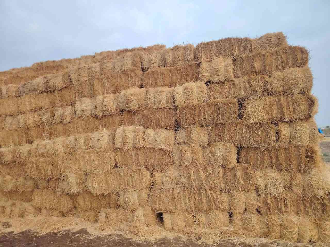 السلام عليكم كبس تبن للبيع درجة اولى مال سنه طول الكبسه متر وضغط فول كميه مفتوحه واسط قضاء الحي مكلف بالنشر وجزاكم الله خيرا ***********
