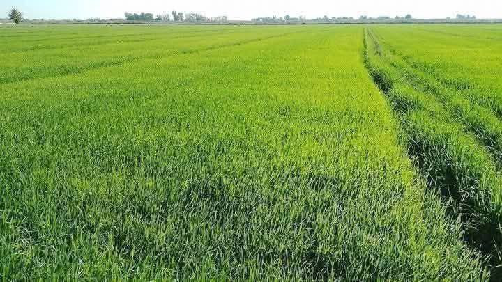 توفر للبيع 17 دونم
( نوع العقار طابو زراعي سند 25 )

🟩 السعر الدونم 6 وبي مجال

     ( مواصفات الأرض ) 💎
تكون على تبليط مباشر
#وواجهة  الواحد تكون 20 متر 

متوفر ماء سقي وكهرباء وسوق ومدارس وقريبة على مركز صحي تصلح للاستثمار العقاري ✅

📍 الموقع التاجي ذراع دجلة منطقة الشيخ عامر العيساويه 
#دوانم #دوانم
للاتصال والاستفسار اتصال *********** واتساب
