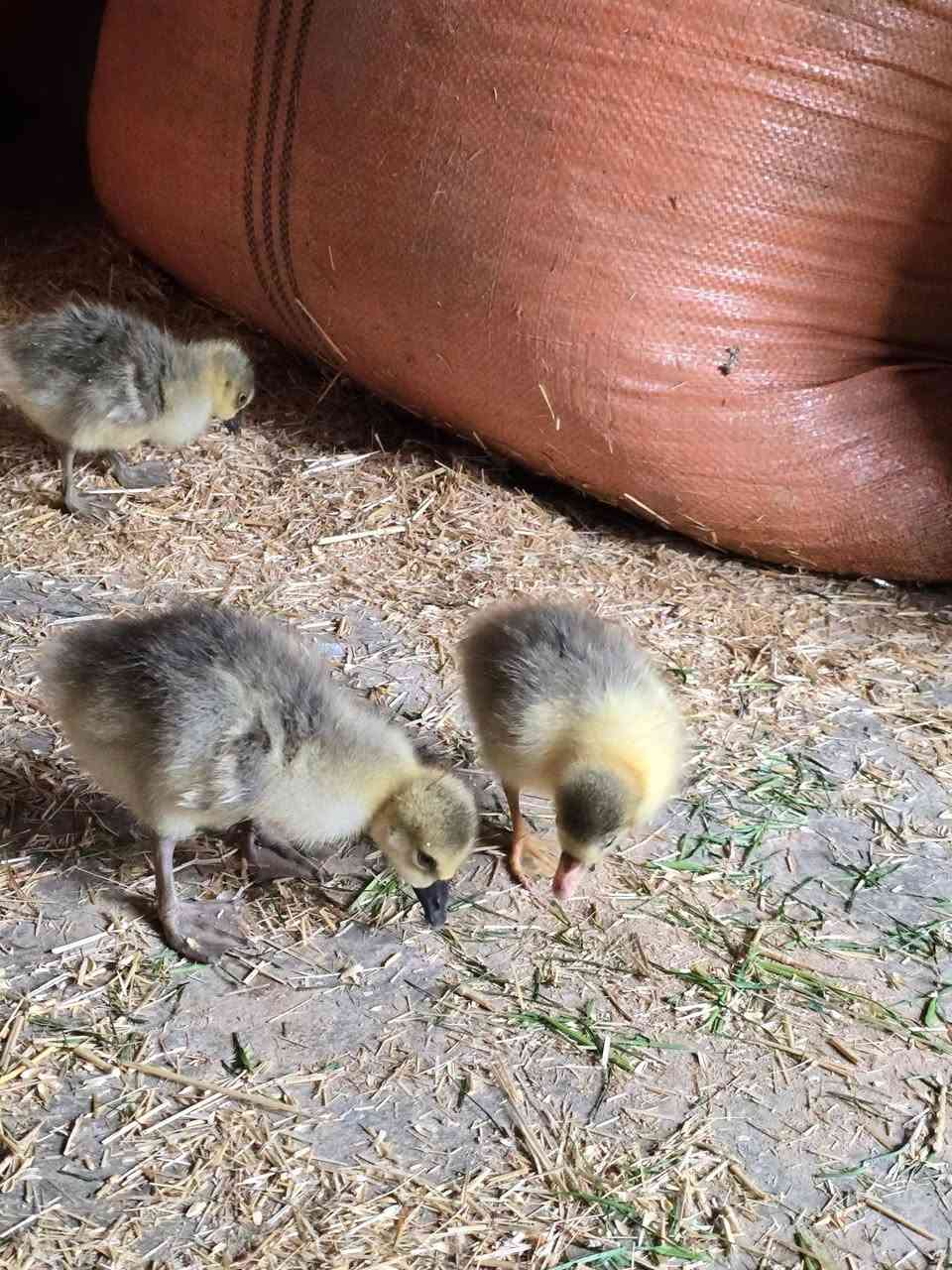 جوچکە قازی زڕشامی و ماس تەمەنی 13ڕۆژ تەندروستو بێ کێشەن لوقاحی بۆ کراوە شوێن کەلار بۆ نرخ وەرنە چات


**إذا كنت صاحب هذا الإعلان وتريد حذفه لأي سبب، رجاءا أرسل رسالة إلى الدعم الفني**