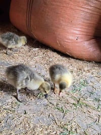 كتاكيت وز • ١٣ يوم • کەلار