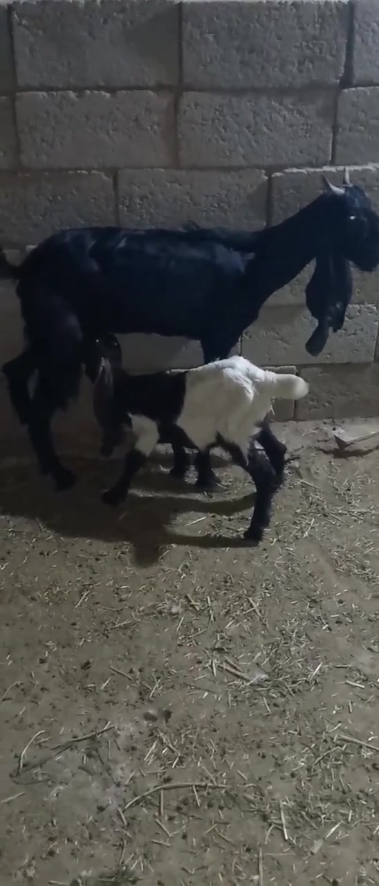 صخول فغاني السماوه الوركاء البيع ثنينهن


**إذا كنت صاحب هذا الإعلان وتريد حذفه لأي سبب، رجاءا أرسل رسالة إلى الدعم الفني**