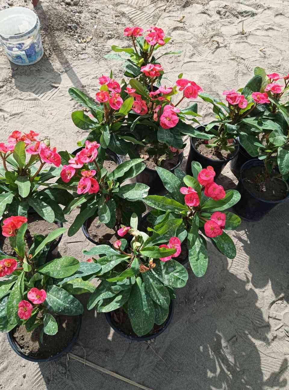 مساء الورد عليكم تحياتي للجميع 🌺
اليوم وصلت وجبه جديده جميع انواع الاشجار🌺

مطاط سعر ٦
صبار سعر ١٥٠٠
شوكت المسيح سعر ٢٥٠٠
بيشار سعر ٢٥٠٠
دم العاشق سعر ٢٥٠٠
اكليل الجبل سعر ٢٥٠٠
حمضيات سعر ٢٠٠٠
ياس سعر ٢٠٠٠
زيتون ٢٥٠٠
دفله ١٠٠٠
فكس سعر ٢٠٠٠
تين سعر ١٠٠٠
جهنمي سعر ٣٥٠٠
عرموط مع مشمش مع خوخ مع تفاح سعر الوحده ٥٠٠٠

 اهلاً وسهلا  بيكم مشتل

 يم الامام بكر عليه السلام بابل

مشتل نور المرتضى رقم الهاتف بيه واتساب راسلوني وتداللون

***********
من رخصة صاحب الكروب
