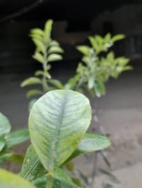 ليمون • متوفر